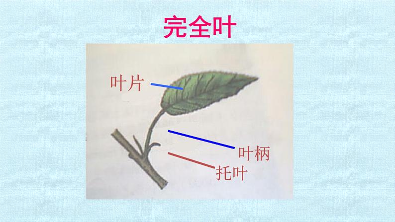 冀教版七年级生物上册：第三章  形形色色的植物  复习PPT课件07