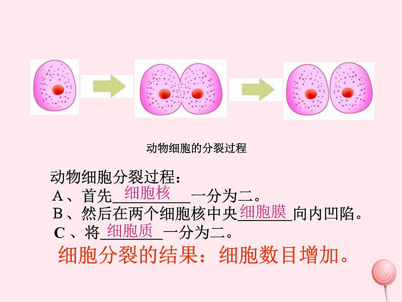 第二章观察生物结构 第2节细胞的分裂与分化 PPT课件04