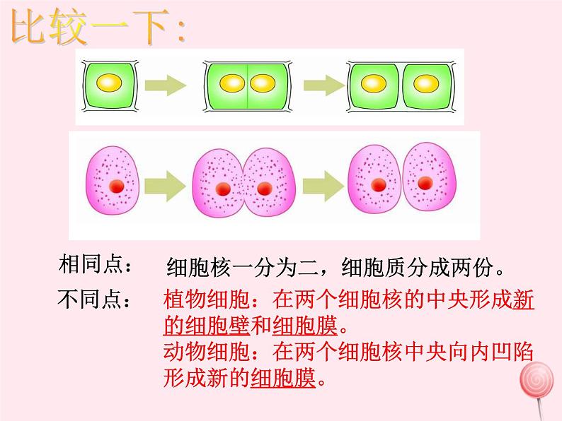 第二章观察生物结构 第2节细胞的分裂与分化 PPT课件06