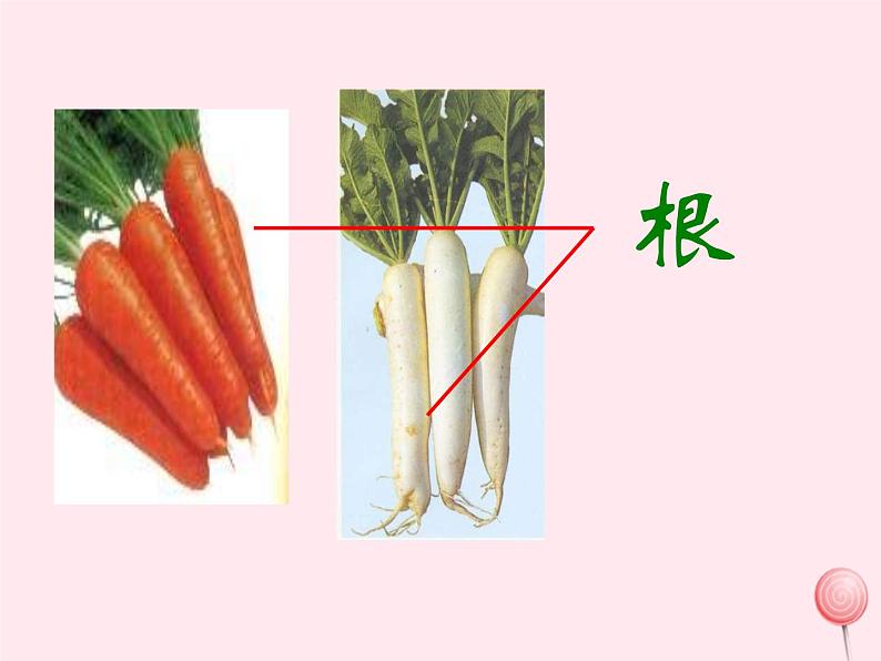 第二章观察生物结构 第3节多细胞生物体的结构层次 PPT课件06