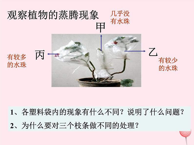 第一章生物圈中的绿色植物 第2节绿色植物的蒸腾作用 PPT课件03