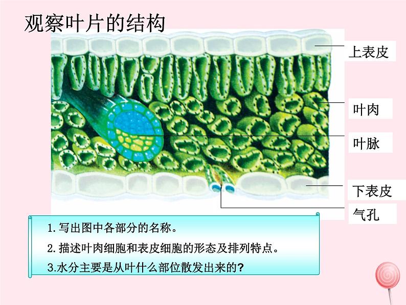 第一章生物圈中的绿色植物 第2节绿色植物的蒸腾作用 PPT课件07