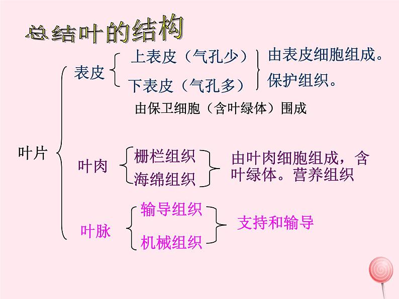 第一章生物圈中的绿色植物 第2节绿色植物的蒸腾作用 PPT课件08