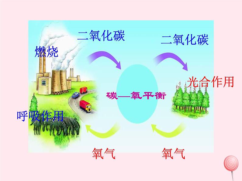 第一章生物圈中的绿色植物 第5节绿色植物在生物圈中的作用 PPT课件08