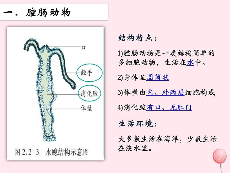 第二章生物圈中的动物 第1节无脊椎动物的主要类群 PPT课件第4页