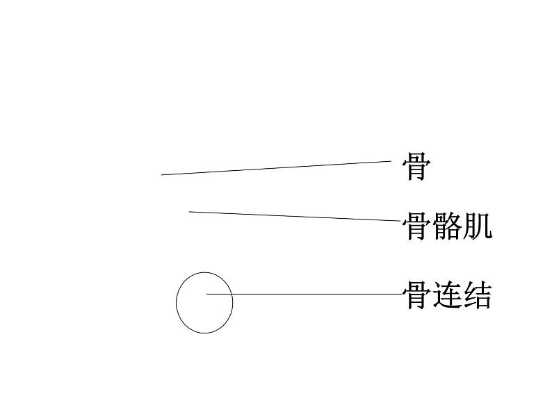 第二章生物圈中的动物 第3节动物的运动 PPT课件04