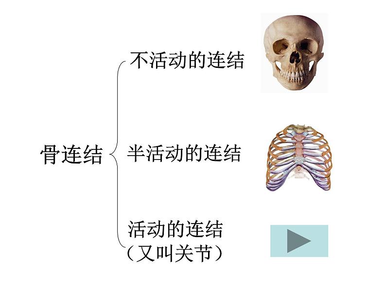 第二章生物圈中的动物 第3节动物的运动 PPT课件06