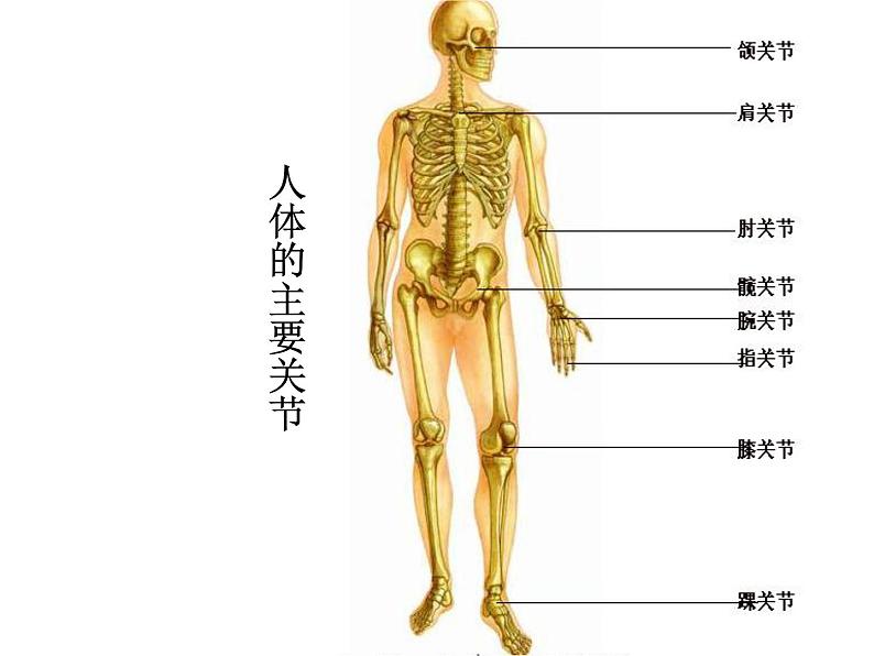 第二章生物圈中的动物 第3节动物的运动 PPT课件07