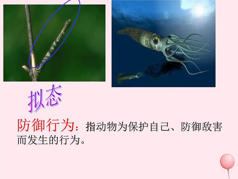 第二章生物圈中的动物 第4节动物的行为 PPT课件06