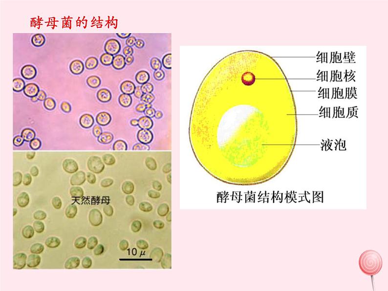 第三章生物圈中的微生物 第3节真菌 PPT课件07