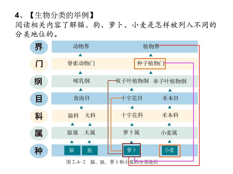 第四章生物的分类 第2节生物的分类单位 PPT课件07