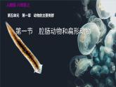 人教版八年级生物上册 第五单元 第一章 动物的主要类群 第一节 腔肠动物和扁形动物 课件