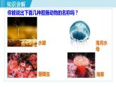 人教版八年级生物上册 第五单元 第一章 动物的主要类群 第一节 腔肠动物和扁形动物 课件
