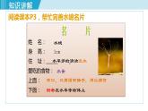 人教版八年级生物上册 第五单元 第一章 动物的主要类群 第一节 腔肠动物和扁形动物 课件