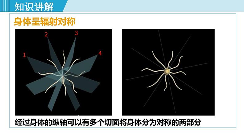 人教版八年级生物上册 第五单元 第一章 动物的主要类群 第一节 腔肠动物和扁形动物 课件07