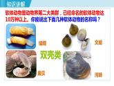 人教版八年级生物上册 第五单元 第一章 动物的主要类群 第三节 第1课时软体动物 课件