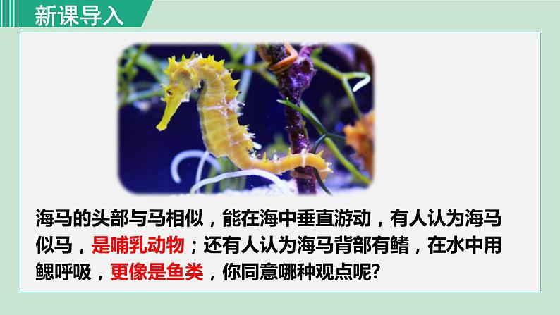 人教版八年级生物上册 第五单元 第一章 动物的主要类群 第四节 鱼 课件01