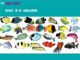 人教版八年级生物上册 第五单元 第一章 动物的主要类群 第四节 鱼 课件