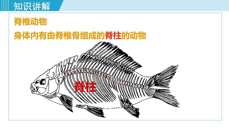 人教版八年级生物上册 第五单元 第一章 动物的主要类群 第四节 鱼 课件04