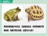 人教版八年级生物上册 第五单元 第一章 动物的主要类群 第五节 两栖动物和爬行动物 课件