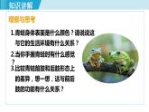 人教版八年级生物上册 第五单元 第一章 动物的主要类群 第五节 两栖动物和爬行动物 课件