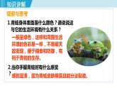 人教版八年级生物上册 第五单元 第一章 动物的主要类群 第五节 两栖动物和爬行动物 课件