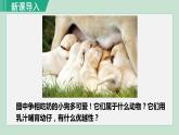 人教版八年级生物上册 第五单元 第一章 动物的主要类群 第七节哺乳动物 课件
