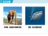 人教版八年级生物上册 第五单元 第一章 动物的主要类群 第七节哺乳动物 课件