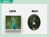 人教版八年级生物上册 第五单元 第二章 动物的运动和行为 第一节  动物的运动 课件