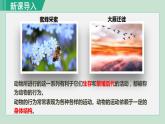 人教版八年级生物上册 第五单元 第二章 动物的运动和行为 第一节  动物的运动 课件