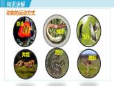 人教版八年级生物上册 第五单元 第二章 动物的运动和行为 第一节  动物的运动 课件