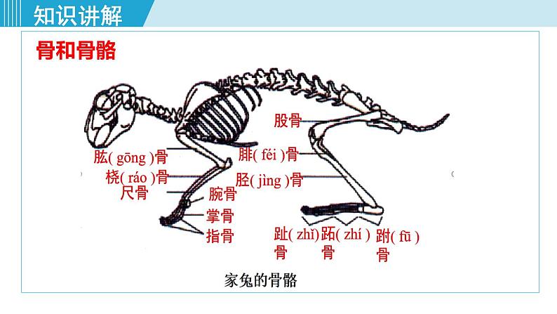 人教版八年级生物上册 第五单元 第二章 动物的运动和行为 第一节  动物的运动 课件第7页