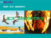 人教版八年级生物上册 第五单元 第二章 动物的运动和行为 第二节  先天性行为和学习行为 课件