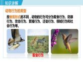 人教版八年级生物上册 第五单元 第二章 动物的运动和行为 第二节  先天性行为和学习行为 课件