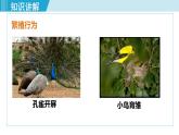 人教版八年级生物上册 第五单元 第二章 动物的运动和行为 第二节  先天性行为和学习行为 课件