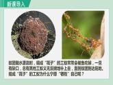 人教版八年级生物上册 第五单元 第二章 动物的运动和行为 第三节  社会行为 课件