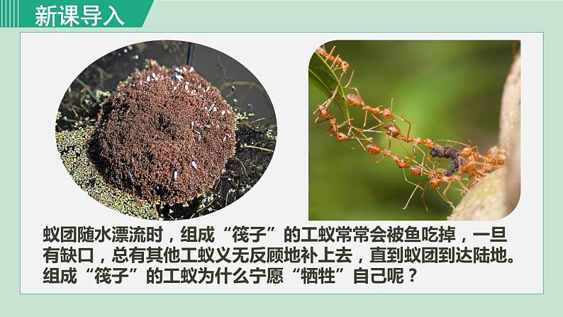 人教版八年级生物上册 第五单元 第二章 动物的运动和行为 第三节  社会行为 课件01