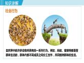 人教版八年级生物上册 第五单元 第二章 动物的运动和行为 第三节  社会行为 课件