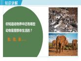 人教版八年级生物上册 第五单元 第二章 动物的运动和行为 第三节  社会行为 课件