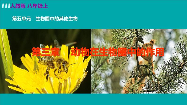 人教版八年级生物上册 第五单元 第三章 动物在生物圈中的作用 动物在生物圈中的作用 课件02