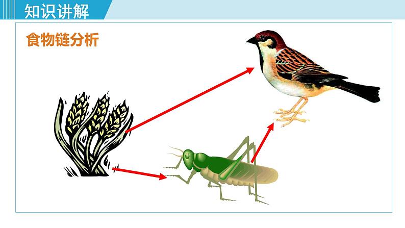 人教版八年级生物上册 第五单元 第三章 动物在生物圈中的作用 动物在生物圈中的作用 课件06