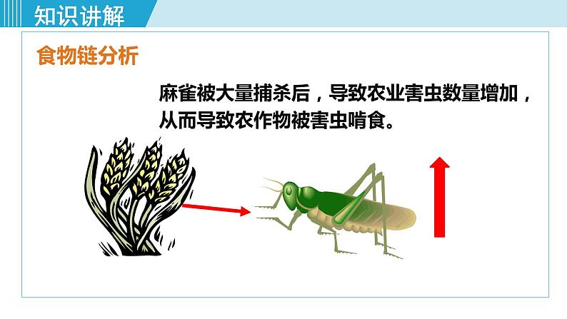 人教版八年级生物上册 第五单元 第三章 动物在生物圈中的作用 动物在生物圈中的作用 课件07