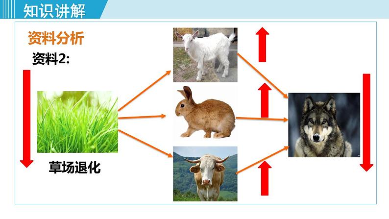 人教版八年级生物上册 第五单元 第三章 动物在生物圈中的作用 动物在生物圈中的作用 课件08