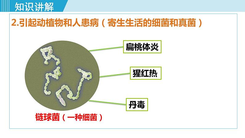 人教版八年级生物上册 第五单元 第四章 细菌和真菌 第四节 细菌和真菌在自然界中的作用 课件第7页