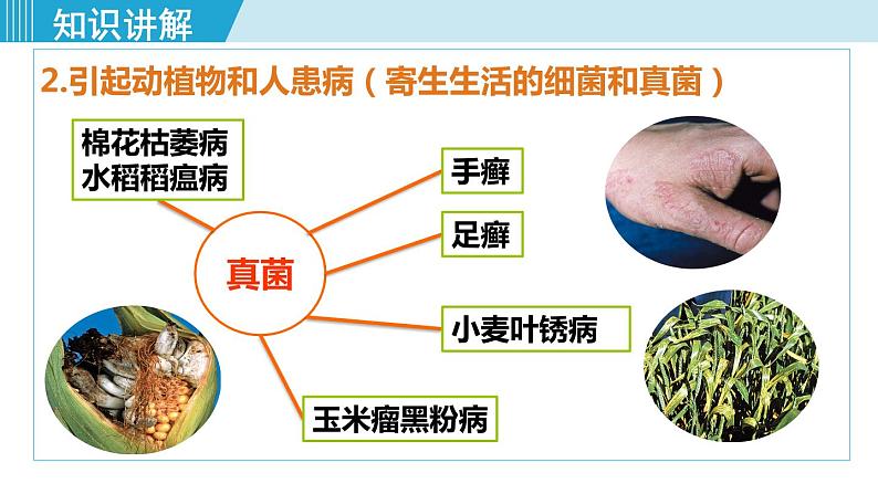 人教版八年级生物上册 第五单元 第四章 细菌和真菌 第四节 细菌和真菌在自然界中的作用 课件第8页