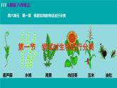 人教版八年级生物上册 第六单元 第一章 根据生物的特征进行分类 第一节尝试对生物进行分类 课件