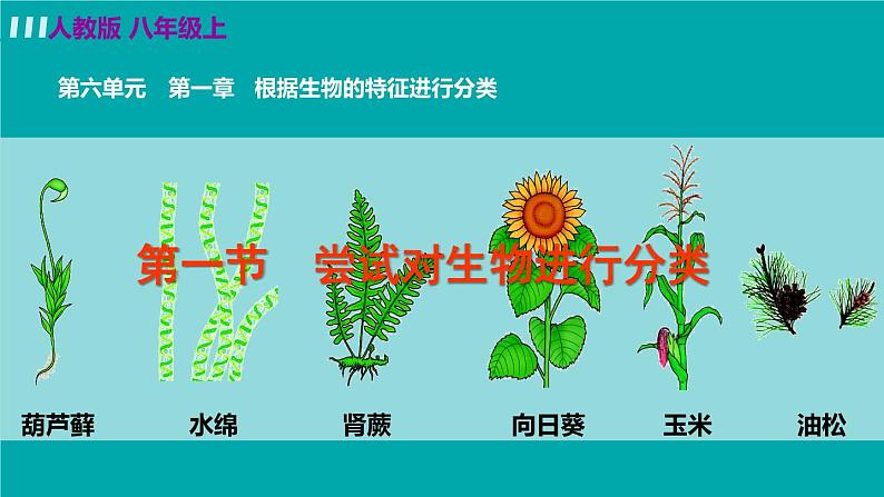 人教版八年级生物上册 第六单元 第一章 根据生物的特征进行分类 第一节尝试对生物进行分类 课件02