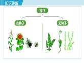人教版八年级生物上册 第六单元 第一章 根据生物的特征进行分类 第一节尝试对生物进行分类 课件