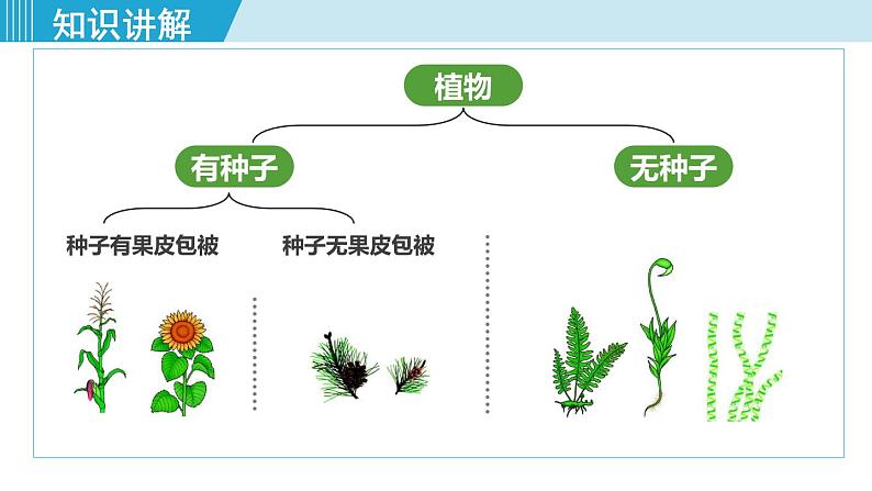 人教版八年级生物上册 第六单元 第一章 根据生物的特征进行分类 第一节尝试对生物进行分类 课件06