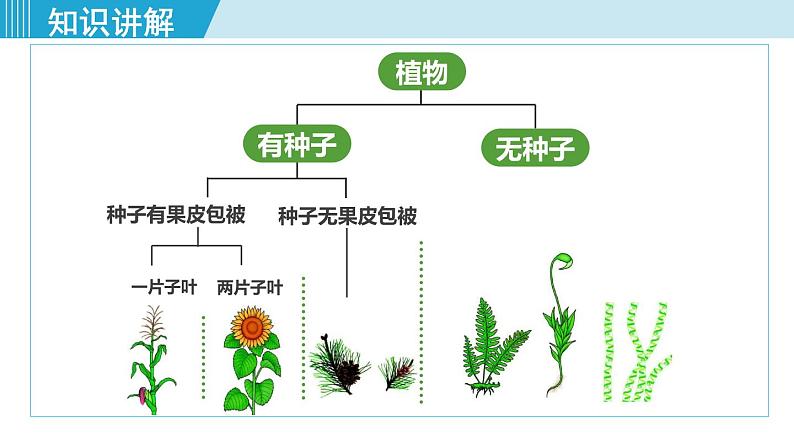 人教版八年级生物上册 第六单元 第一章 根据生物的特征进行分类 第一节尝试对生物进行分类 课件07